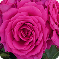 Claire Marshall (Rose)