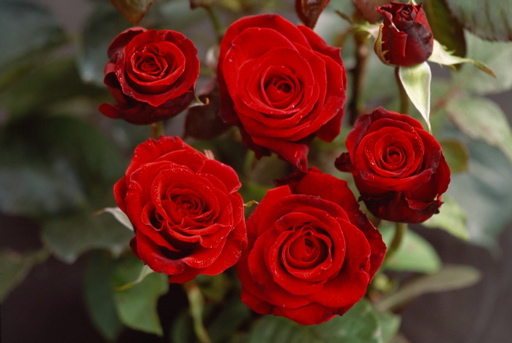 Claret (Rose)