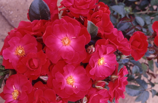 Clarinda (Rose)