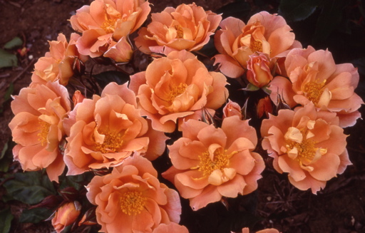 Bridge Of Sighs (Rose)