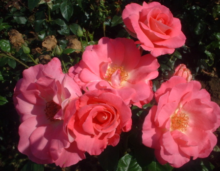 Cliff Richard (Rose)