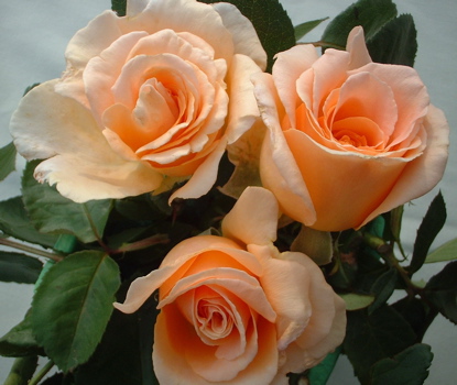 Clodagh Mcgredy (Rose)
