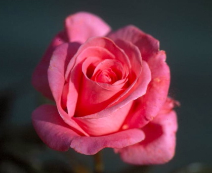 Cloud Nine (Rose)