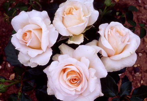 Commonwealth Glory (Rose)