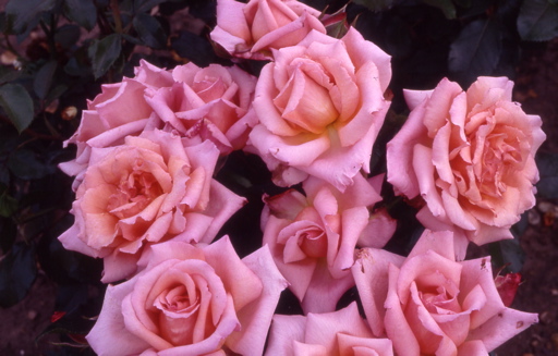 Compassion (Rose)