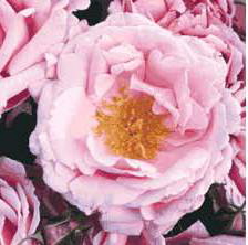 Compassionate Friend (Rose)