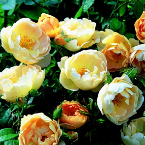 Comte De Champagne (Rose)
