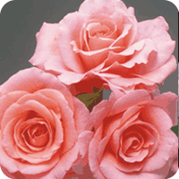 Congratulations (Rose)
