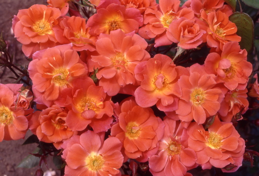 Conservation (Rose)
