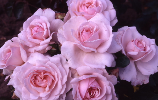 Constance Finn (Rose)