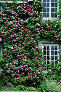 Constance Spry (Rose)