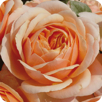 Yours In Continued Friendship (Rose)