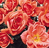 Coral Reef (Rose)