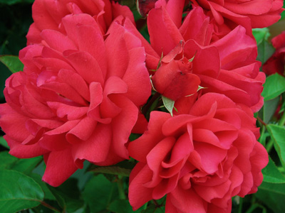 Coronation Street (Rose)