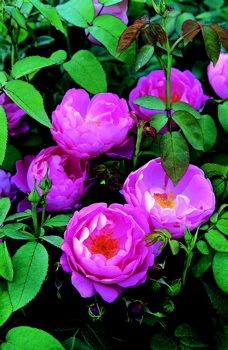 Corvedale (Rose)