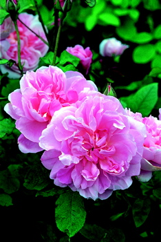 Cottage Rose (Rose)