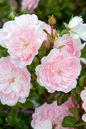 County Of Cheshire (Rose)