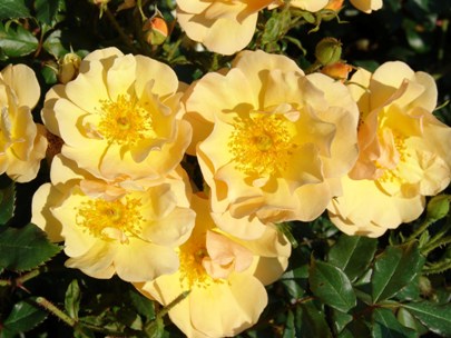 CountyŽ Of Staffordshire (Rose)