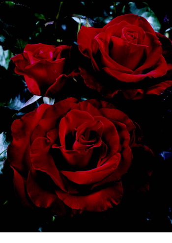 Courage (Rose)