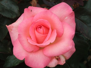 Cranford (Rose)