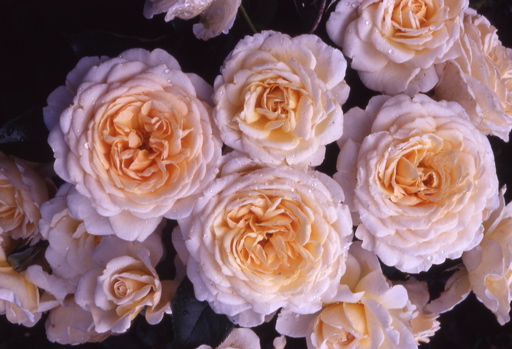 Cream Abundance (Rose)