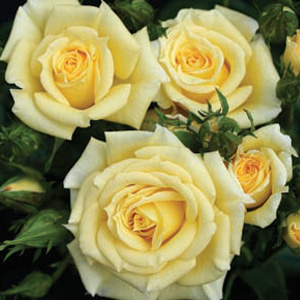 Cream Sweet Dream® (Rose)
