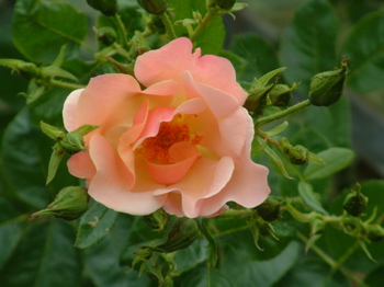 Cr�me Brulee (Rose)