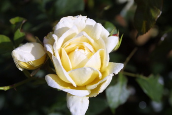 Cr�me De La Cr�me (Rose)
