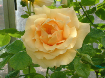 Cr�me Anglaise (Rose)