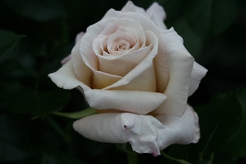 Creme Caramel (Rose)