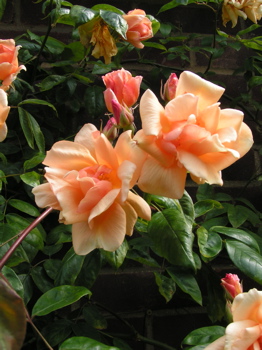 Crépuscule (Rose)