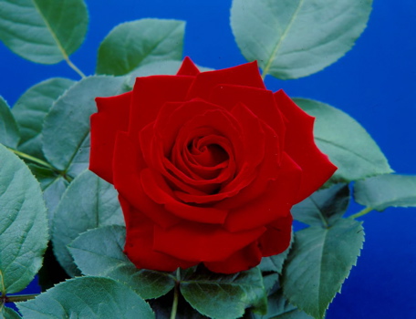 Crimson Cascade