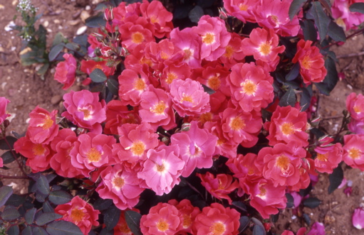 Crimson Floorshow (Rose)