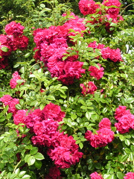 Crimson Shower (Rose)