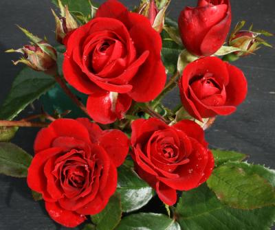 Crimson Sweet Dream® (Rose)