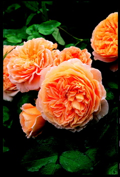 Crown Princess Margareta (Rose)