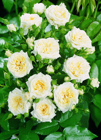 Cutie (Rose)