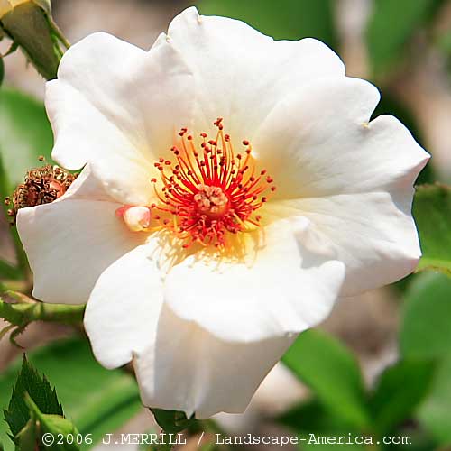 Dairy Maid (Rose)