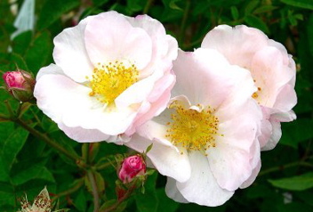 Daisy Hill (Rose)