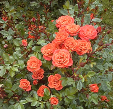 Danny Boy (Rose)