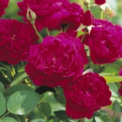 Darcey Bussell (Rose)