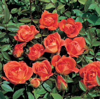 Darling Flame (Rose)