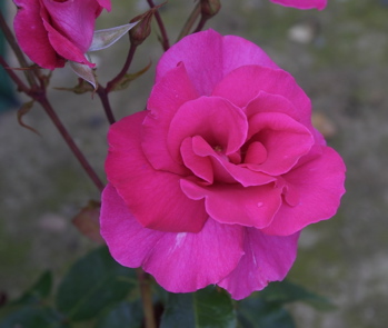 David Whitfield (Rose)