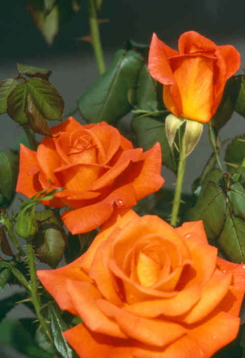 Dawn Chorus (Rose)