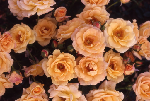 Daydream (Rose)
