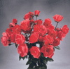 Dazzling Delight (Rose)