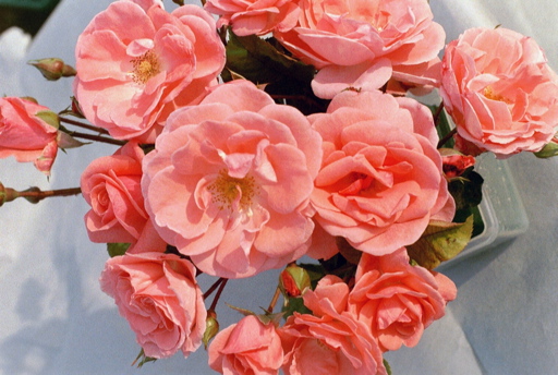 Dearest (Rose)