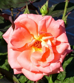 Deb's Delight (Rose)