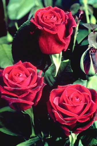 Deep Secret (Rose)