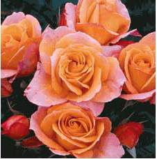 Della Balfour (Rose)